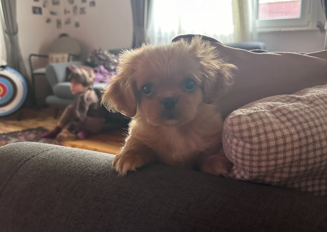 Maltipoo yavru